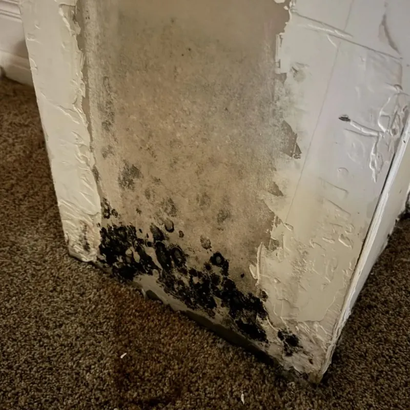 Professional Mold Removal in Saguache County, CO